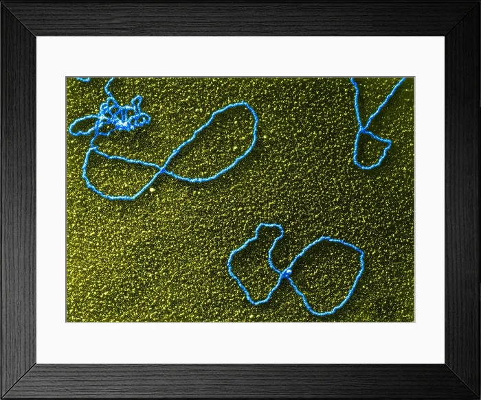 Framed Print : Circular DNA, TEM Framed Print : Circular DNA, TEM