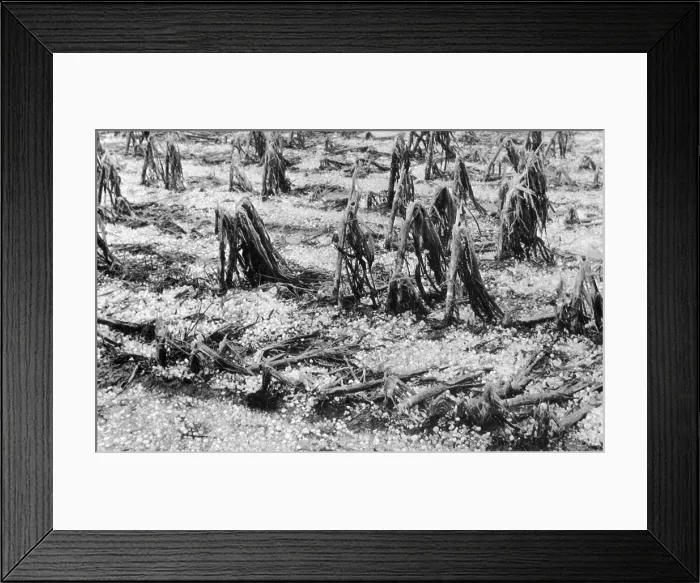 Framed Print : Cornfield after Hailstorm