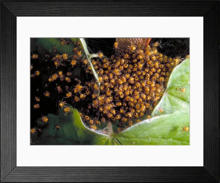 Framed Print : Spiderlings
