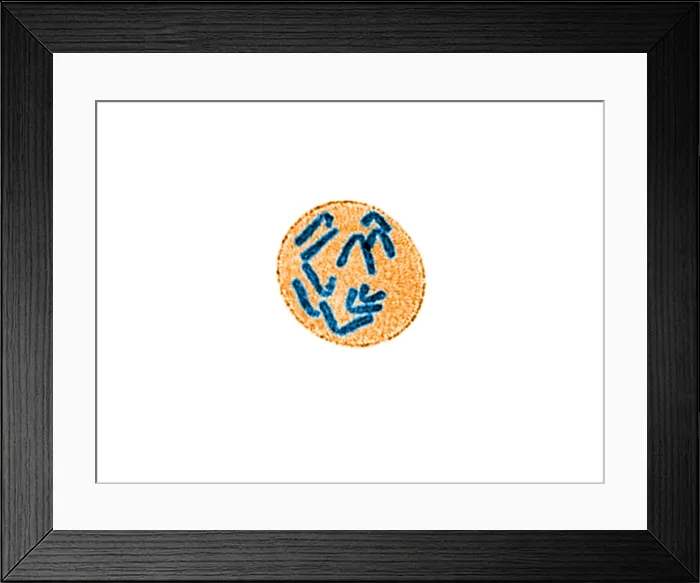 Framed Print : Anaphase of Mitosis in Trillium erectum