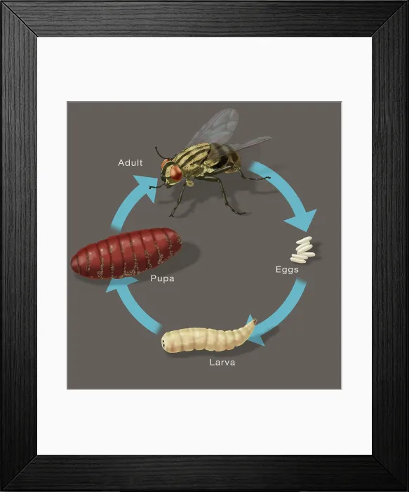 Framed Print : Life Cycle of a House Fly, Illustration Framed Print : Life Cycle of a House Fly, Illustration