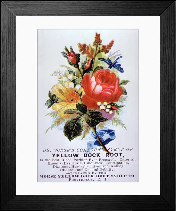 Framed Print : Dr. Morse's Yellow Dock Root Syrup Framed Print : Dr. Morse's Yellow Dock Root Syrup