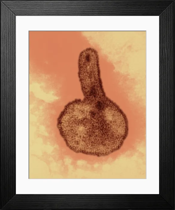 Framed Print : H3N2, Hong Kong Flu Virus, TEM