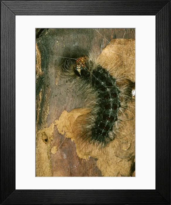 Framed Print : Gypsy Moth caterpillar Framed Print : Gypsy Moth caterpillar