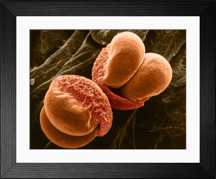 Framed Print : Pine Pollen, scanning electron micrograph
