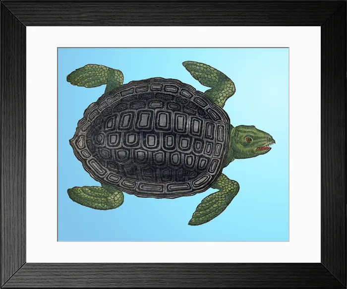 Framed Print : Gessner, Sea Turtle, 16th Century