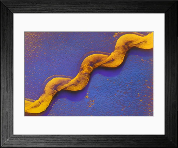 Framed Print : Leptospira Bacteria, under a microscope (SEM)