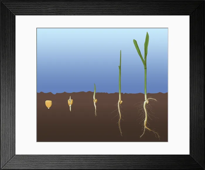 Framed Print : Corn Seed Germination, Illustration Framed Print : Corn Seed Germination, Illustration