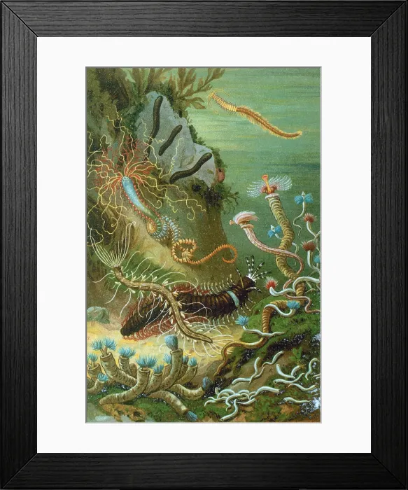 Framed Print : Marine Worms Framed Print : Marine Worms