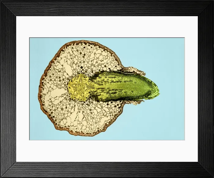 Framed Print : Willow Root Branch (3 of 3) under a microscope