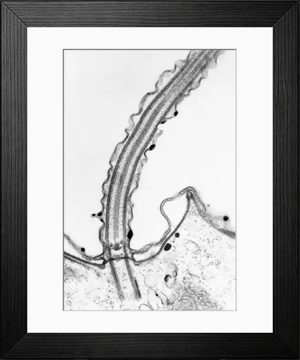Framed Print : Cilia. Longitudinal section of cilia. Cilia (and flagella) are projections