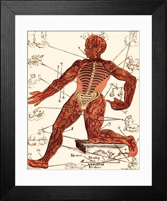 Framed Print : Vein Man, Medical Astrology, 17th Century