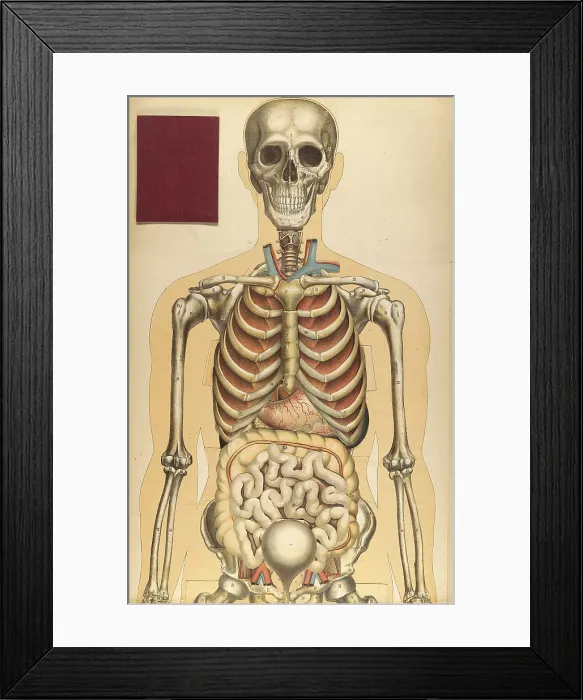 Framed Print : Julien Bougle, Le corps humain, 1899 Framed Print : Julien Bougle, Le corps humain, 1899