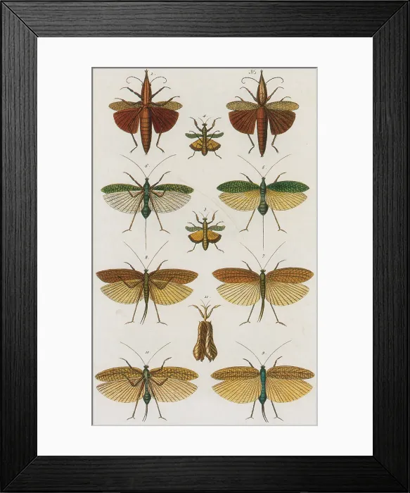 Framed Print : Insects, Seba's Thesaurus, 1734 Framed Print : Insects, Seba's Thesaurus, 1734
