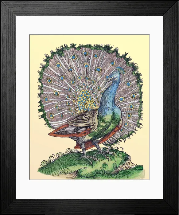 Framed Print : Gessner, Peacock, 16th Century Framed Print : Gessner, Peacock, 16th Century