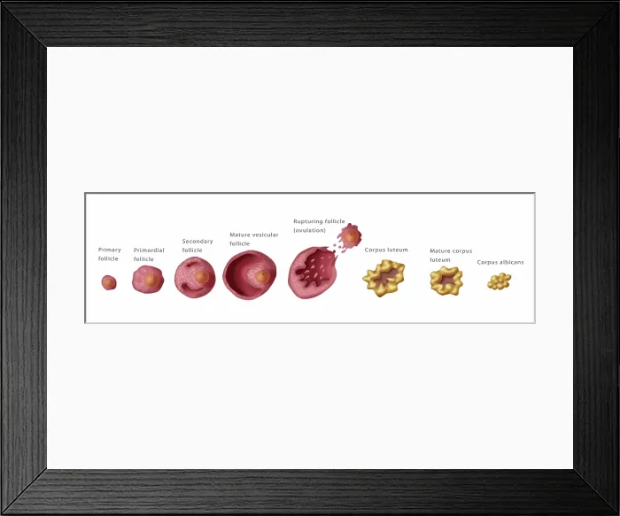 Framed Print : Ovarian Follicles, Menstruation, Illustration Framed Print : Ovarian Follicles, Menstruation, Illustration