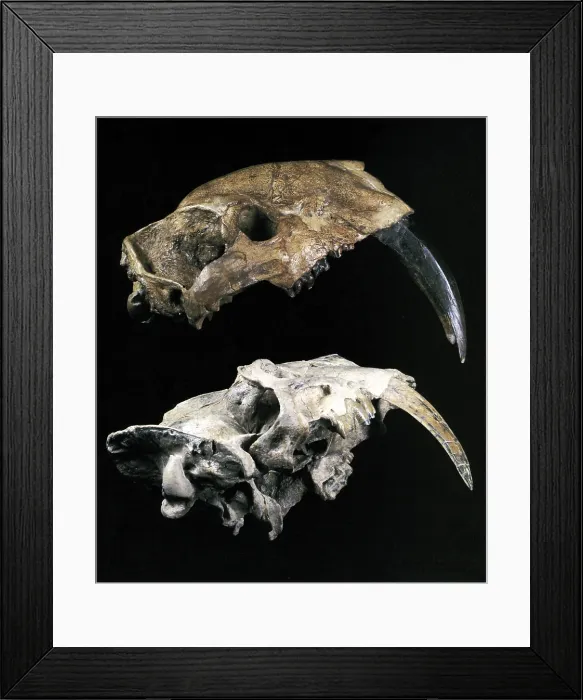 Framed Print : Saber-toothed Cats Framed Print : Saber-toothed Cats