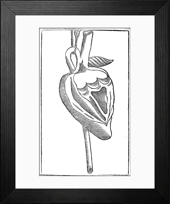 Framed Print : Jacopo Berengario da Carpi, Heart Framed Print : Jacopo Berengario da Carpi, Heart