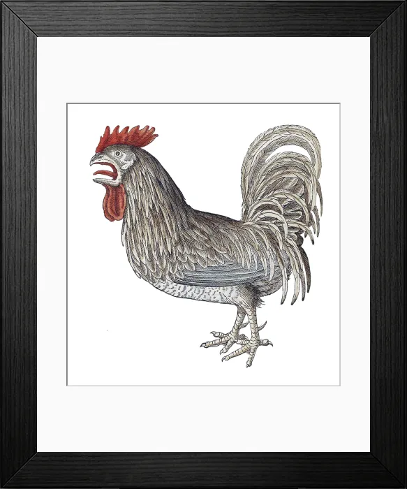 Framed Print : Gessner, Rooster, 16th Century