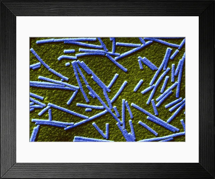 Framed Print : Tobacco mosaic Virus, TEM