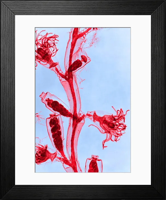 Framed Print : Obelia, light micrograph