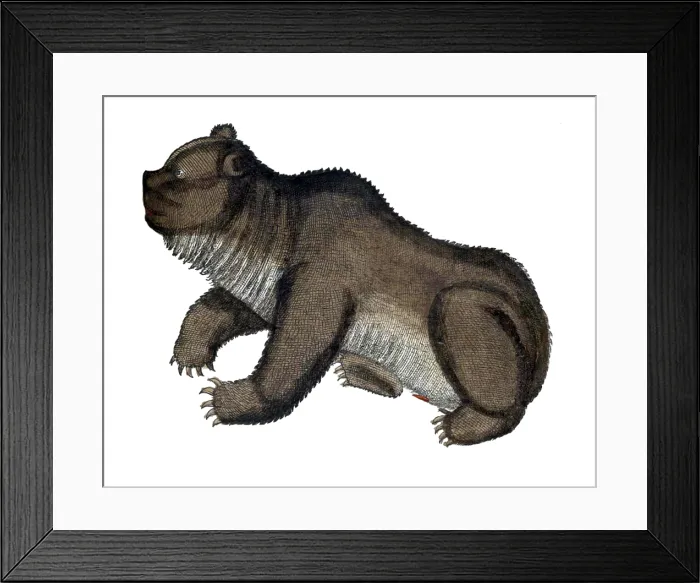 Framed Print : Gessner, Bear, 16th Century Framed Print : Gessner, Bear, 16th Century