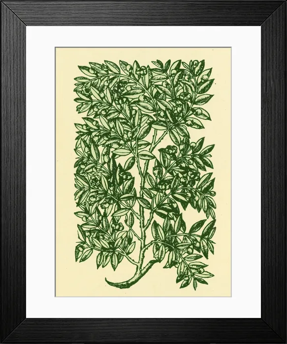 Framed Print : Myrtle, Alchemy Plant Framed Print : Myrtle, Alchemy Plant