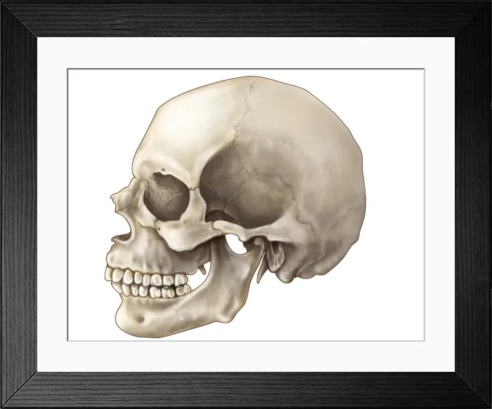 Framed Print : Skull (Lateral View)