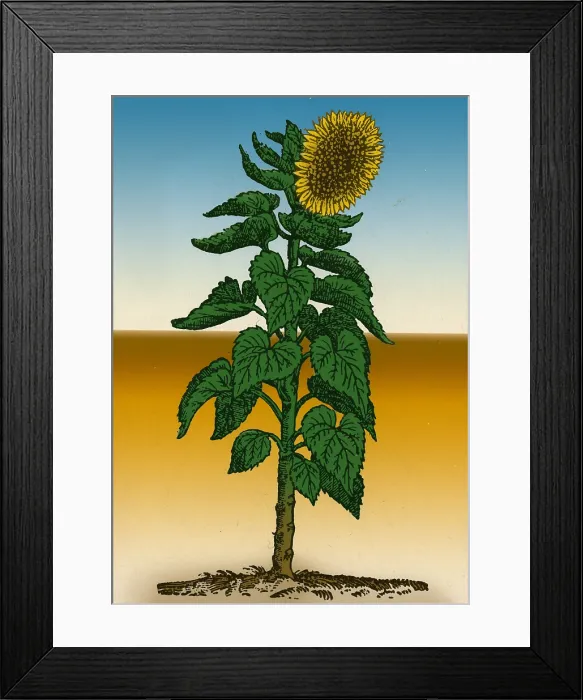 Framed Print : Sunflower. Helianthus annuus. When Francisco Pizarro in 1532 fought his way into Peru