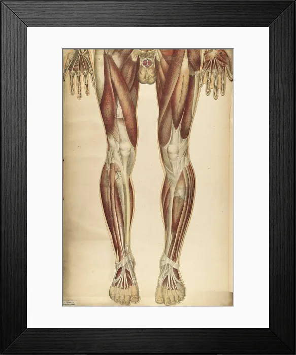Framed Print : Julien Bougle, Le corps humain, 1899 Framed Print : Julien Bougle, Le corps humain, 1899