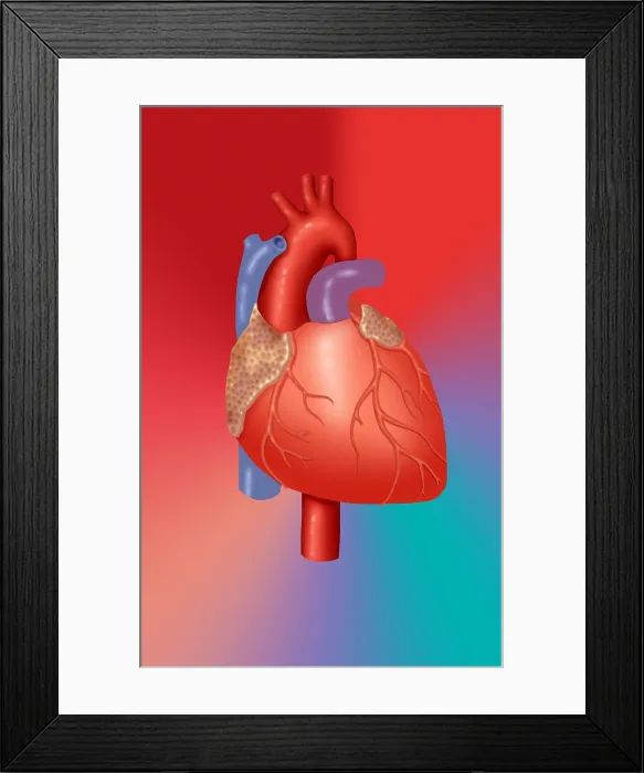 Framed Print : Human Heart