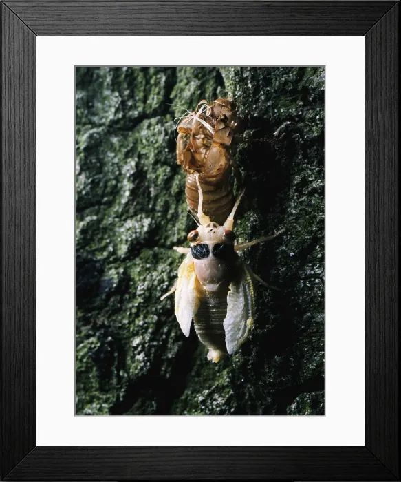 Framed Print : Periodical Cicada Framed Print : Periodical Cicada