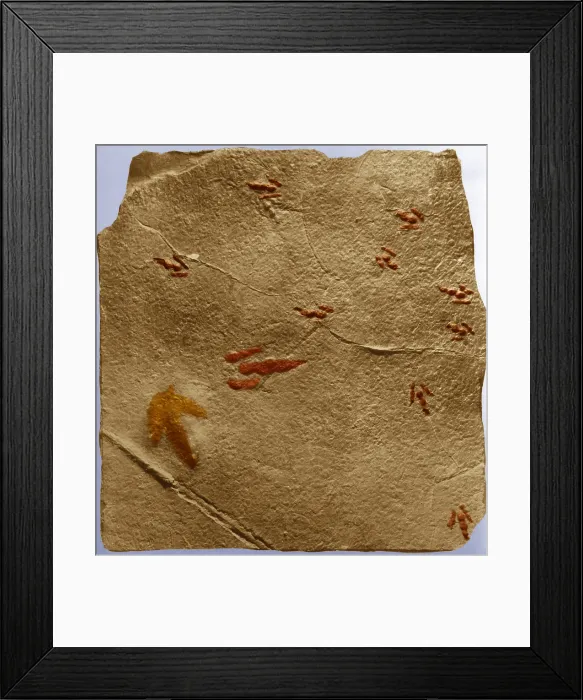 Framed Print : Dinosaur tracks Framed Print : Dinosaur tracks