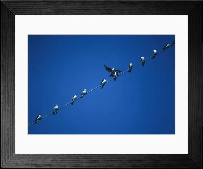 Framed Print : Tree Swallows