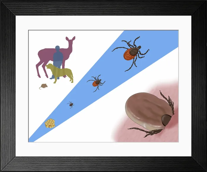 Framed Print : Life Stages of a Black-legged Tick, Illustration Framed Print : Life Stages of a Black-legged Tick, Illustration