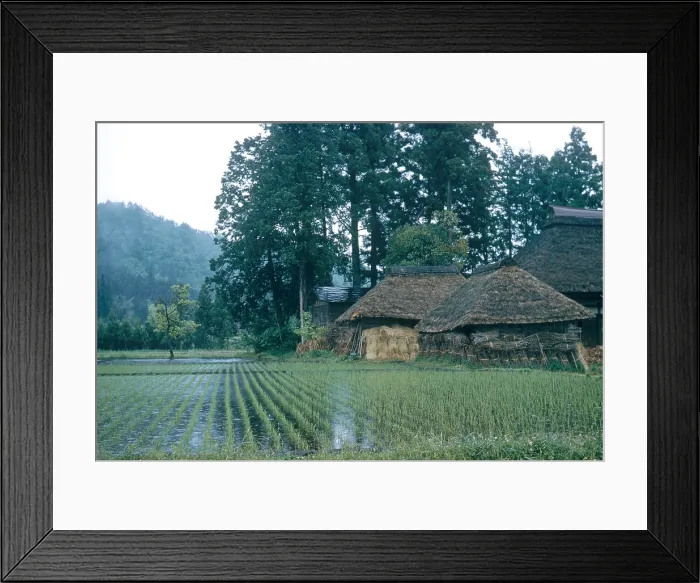 Framed Print : Rice Farm, Japan Framed Print : Rice Farm, Japan