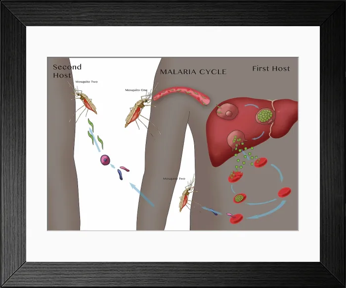 Framed Print : Malaria Cycle, Illustration Framed Print : Malaria Cycle, Illustration
