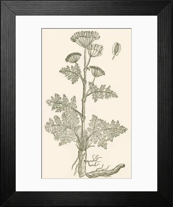 Framed Print : Seseli, Herbaceous Perennial Framed Print : Seseli, Herbaceous Perennial