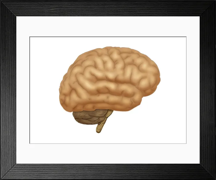 Framed Print : Human Brain