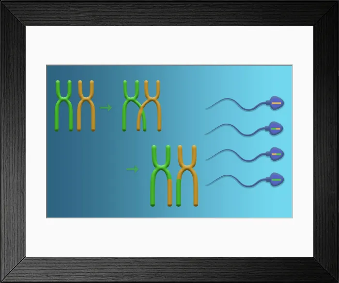 Framed Print : Genetic Recombination is the crossover of genetic material between chromosomes during spermatogenesis, microbiology Framed Print : Genetic Recombination is the crossover of genetic material between chromosomes during spermatogenesis, microbiology