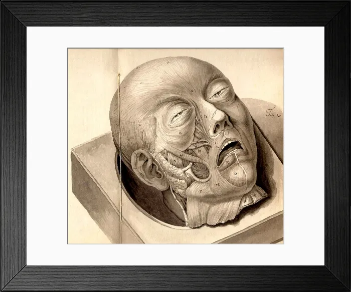 Framed Print : Physiognomical Illustration of Human Head Framed Print : Physiognomical Illustration of Human Head