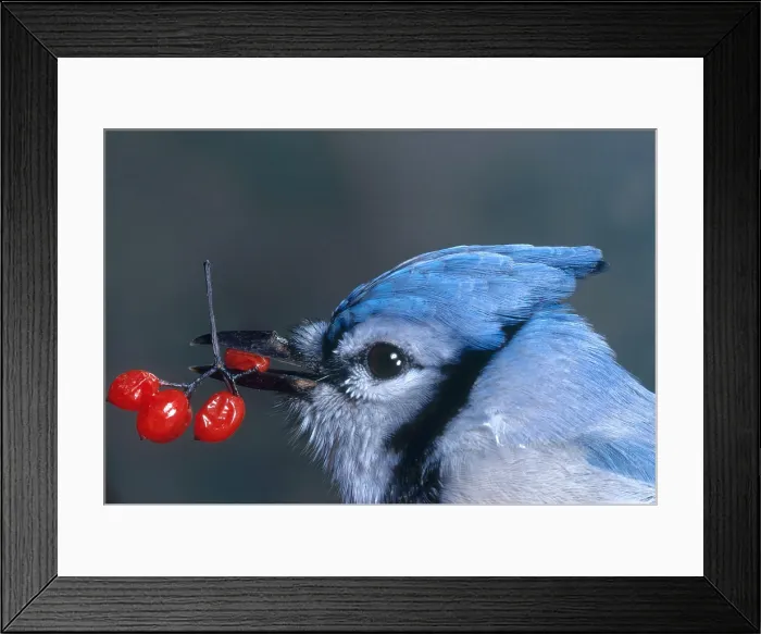 Framed Print : Blue Jay (Cyanocitta cristata) feeding on bittersweet berries Framed Print : Blue Jay (Cyanocitta cristata) feeding on bittersweet berries