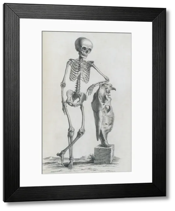 Framed Print : William Cheselden, 'Osteographia', 1733 Framed Print : William Cheselden, 'Osteographia', 1733