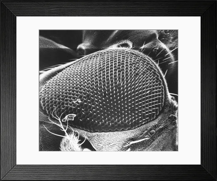 Framed Print : Fruit Fly Eye Framed Print : Fruit Fly Eye