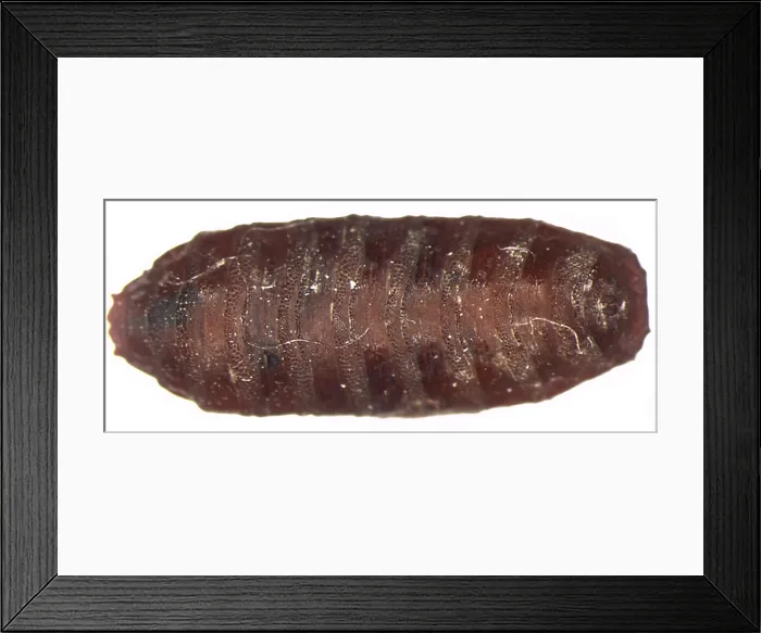 Framed Print : Forensic Helpers, Black Blow Fly Puparium Framed Print : Forensic Helpers, Black Blow Fly Puparium