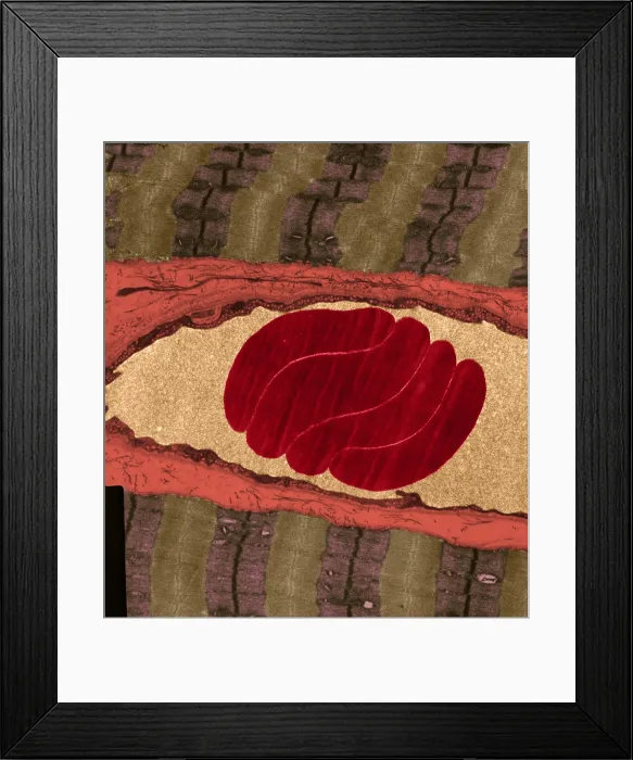 Framed Print : Erythrocytes, Capillary, Muscle Fibers, TEM