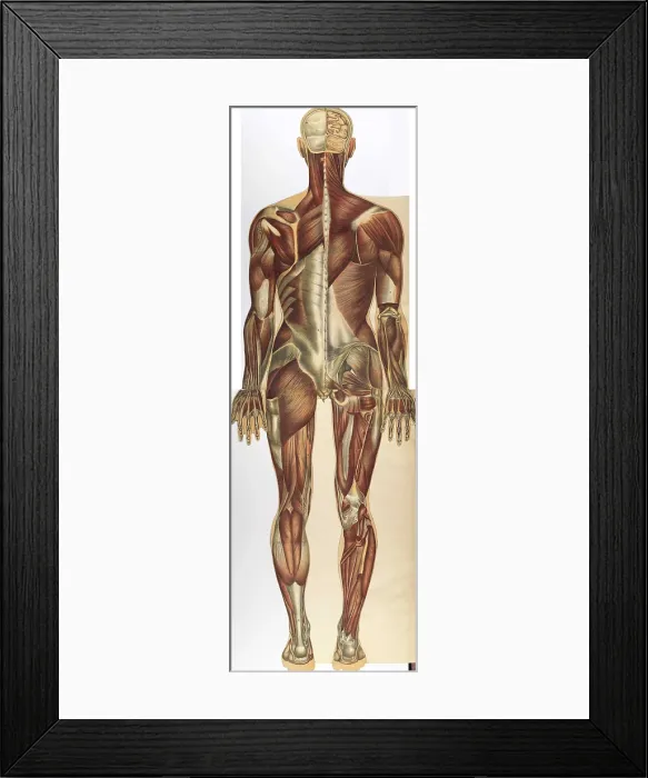 Framed Print : Julien Bougle, Le corps humain, 1899 Framed Print : Julien Bougle, Le corps humain, 1899