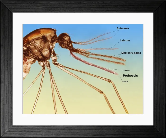 Framed Print : Anopheles Mosquito under a microscope Framed Print : Anopheles Mosquito under a microscope