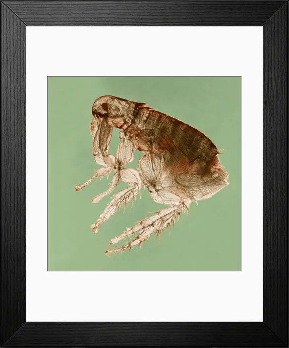 Framed Print : Dog Flea under a microscope Framed Print : Dog Flea under a microscope