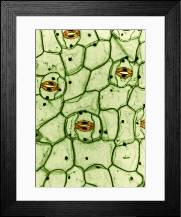 Framed Print : Guard Cells and Stomates in Spiderwort leaf, light micrograph Framed Print : Guard Cells and Stomates in Spiderwort leaf, light micrograph